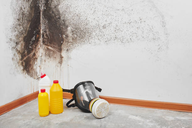 Best Crawl Space Mold Remediation in Little Canada, MN