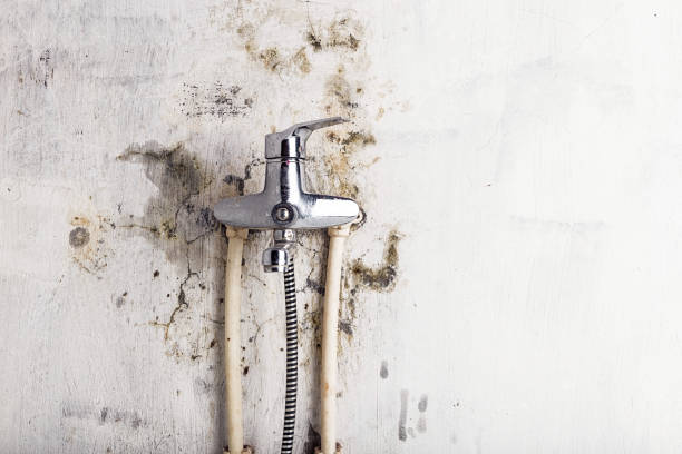 Best Emergency Mold Remediation in Little Canada, MN