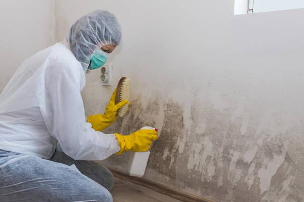 Best HVAC Mold Remediation in Little Canada, MN