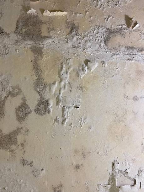 Best Post-Flood Mold Remediation in Little Canada, MN