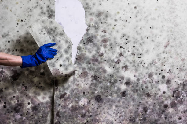 Best Black Mold Remediation in Little Canada, MN